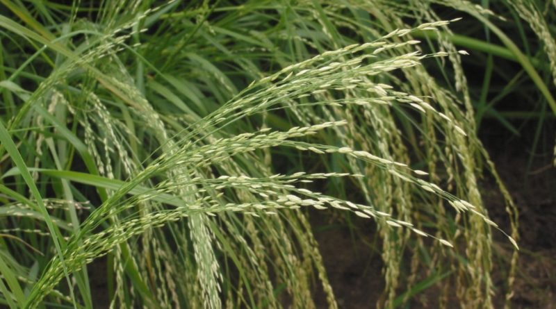 ethiopia-food Ethiopia Food